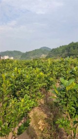 视频展示