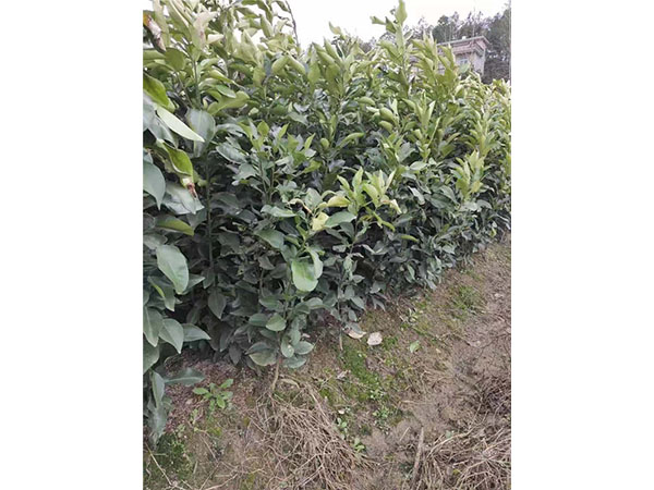 种植基地