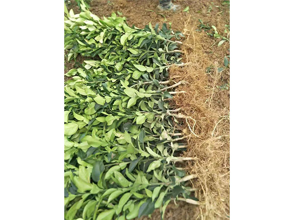 种植基地